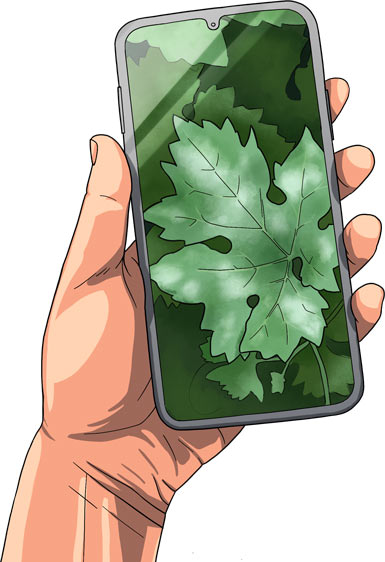 Maladie vigne oidium
