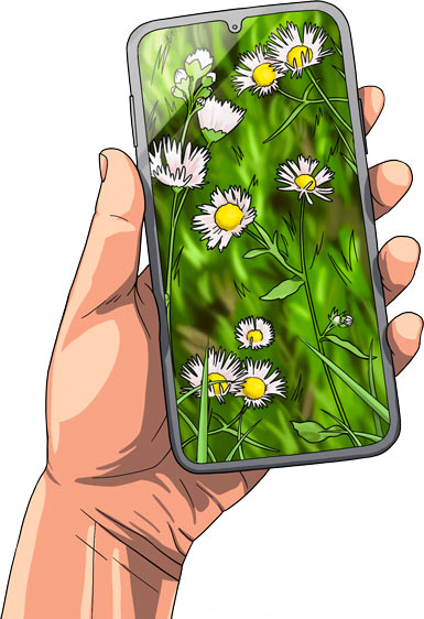 Fleurs vigne