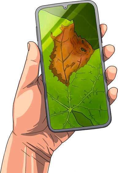 Maladie vigne 02