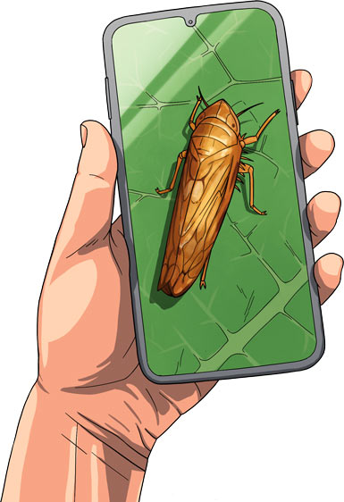 Insecte ravageur vigne 01