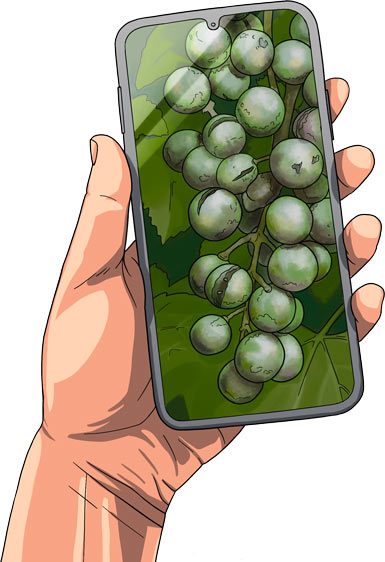 Maladie vigne 01
